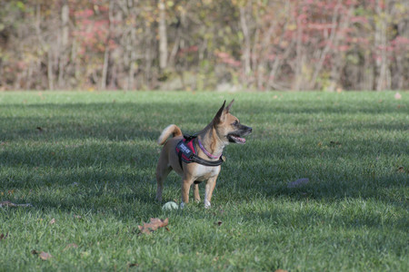 20251102_Dog Park__DSC0194_.jpg