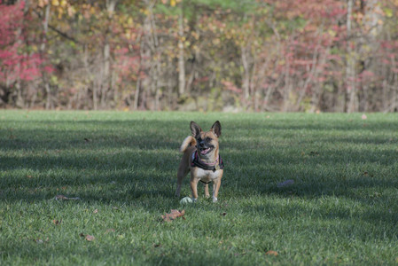 20251102_Dog Park__DSC0196_.jpg