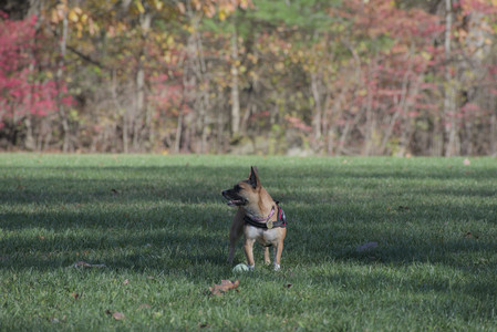 20251102_Dog Park__DSC0197_.jpg