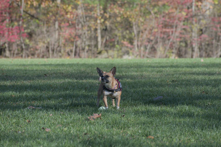 20251102_Dog Park__DSC0198_.jpg