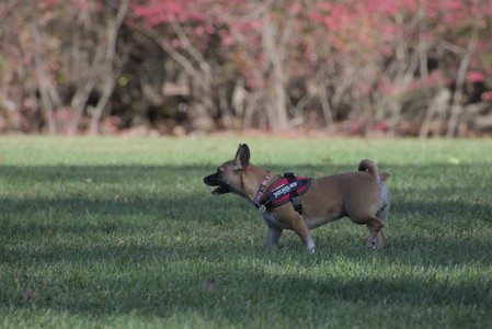20251102_Dog Park__DSC0199_.jpg