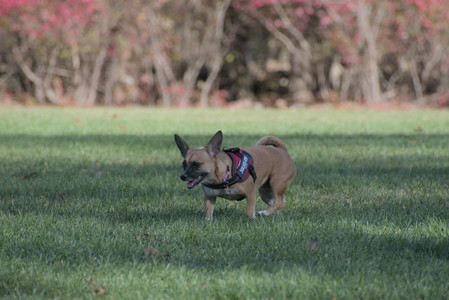 20251102_Dog Park__DSC0200_.jpg