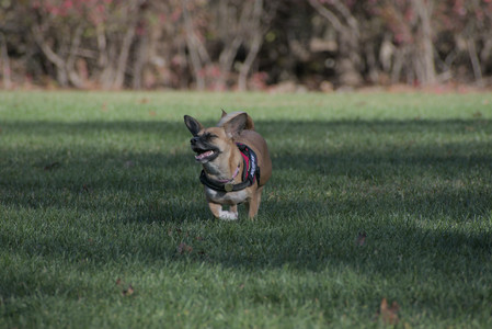 20251102_Dog Park__DSC0201_.jpg