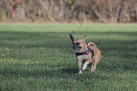 20251102_Dog Park__DSC0202_.jpg