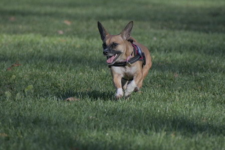 20251102_Dog Park__DSC0204_.jpg