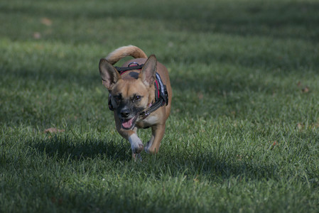 20251102_Dog Park__DSC0205_.jpg