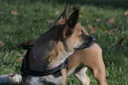 20251102_Dog Park__DSC0207_.jpg