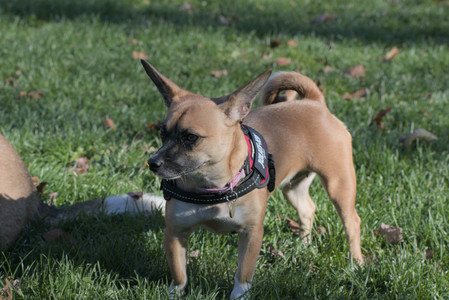 20251102_Dog Park__DSC0208_.jpg