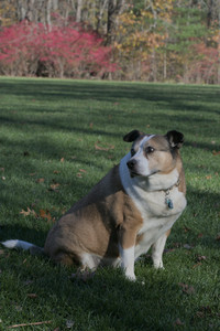 20251102_Dog Park__DSC0209_.jpg