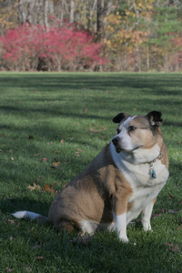 20251102_Dog Park__DSC0210_.jpg