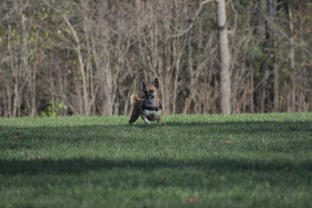 20251102_Dog Park__DSC0212_.jpg