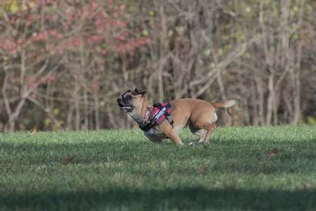 20251102_Dog Park__DSC0213_.jpg