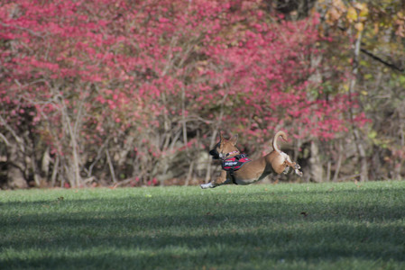 20251102_Dog Park__DSC0216_.jpg