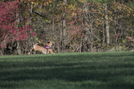 20251102_Dog Park__DSC0217_.jpg