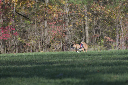 20251102_Dog Park__DSC0220_.jpg