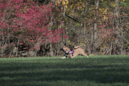 20251102_Dog Park__DSC0221_.jpg