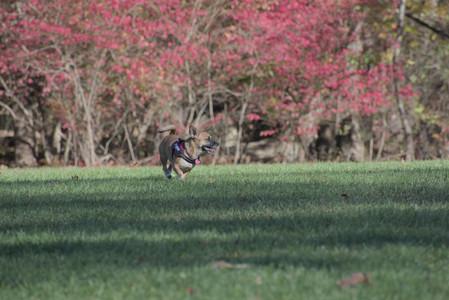 20251102_Dog Park__DSC0223_.jpg