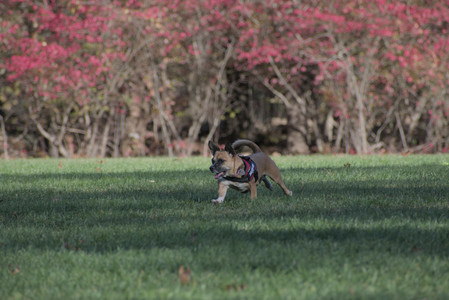 20251102_Dog Park__DSC0225_.jpg