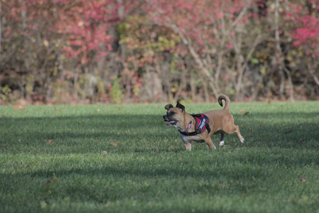 20251102_Dog Park__DSC0226_.jpg