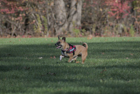 20251102_Dog Park__DSC0227_.jpg