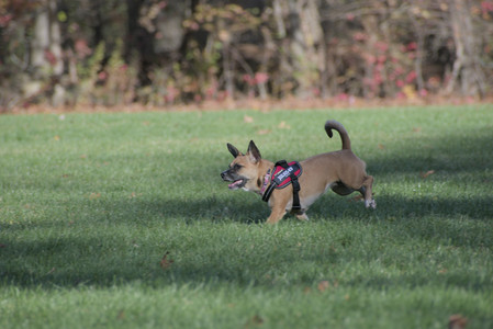 20251102_Dog Park__DSC0228_.jpg