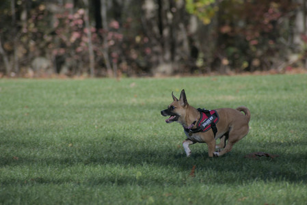 20251102_Dog Park__DSC0229_.jpg