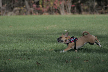 20251102_Dog Park__DSC0230_.jpg