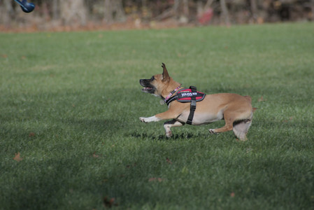 20251102_Dog Park__DSC0231_.jpg
