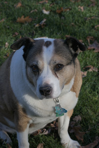 20251102_Dog Park__DSC0232_.jpg