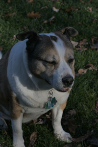 20251102_Dog Park__DSC0235_.jpg