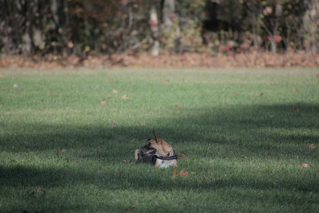 20251102_Dog Park__DSC0241_.jpg