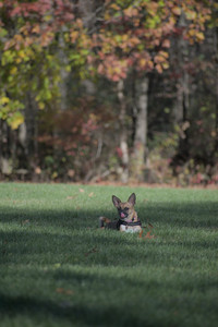 20251102_Dog Park__DSC0242_.jpg