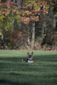 20251102_Dog Park__DSC0243_.jpg