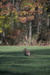 20251102_Dog Park__DSC0244_.jpg