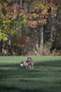 20251102_Dog Park__DSC0245_.jpg