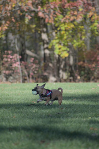 20251102_Dog Park__DSC0246_.jpg