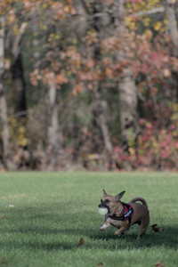 20251102_Dog Park__DSC0248_.jpg