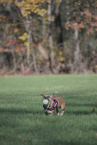 20251102_Dog Park__DSC0249_.jpg