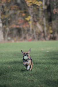 20251102_Dog Park__DSC0250_.jpg