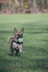 20251102_Dog Park__DSC0253_.jpg