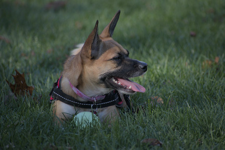 20251102_Dog Park__DSC0256_.jpg