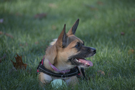 20251102_Dog Park__DSC0257_.jpg