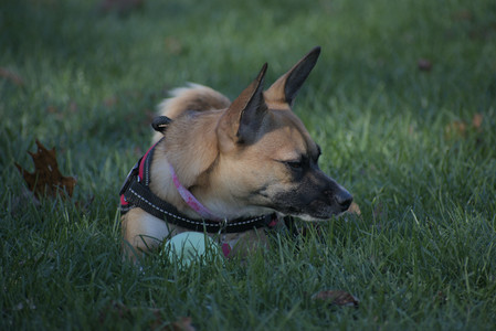 20251102_Dog Park__DSC0258_.jpg