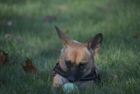 20251102_Dog Park__DSC0259_.jpg