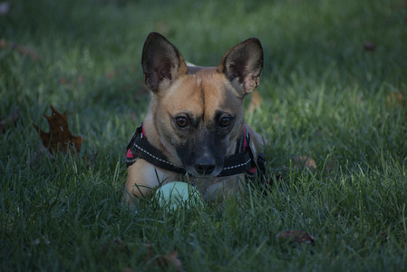 20251102_Dog Park__DSC0260_.jpg