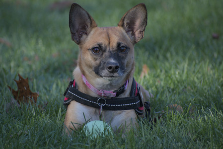 20251102_Dog Park__DSC0261_.jpg