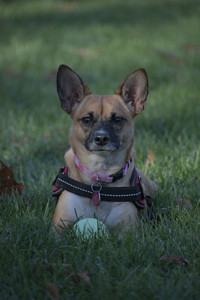 20251102_Dog Park__DSC0263_.jpg