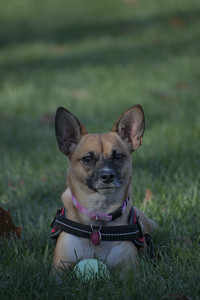 20251102_Dog Park__DSC0268_.jpg