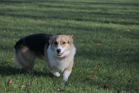 20251102_Dog Park__DSC0270_.jpg