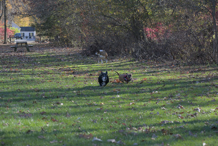 20251102_Dog Park__DSC0274_.jpg